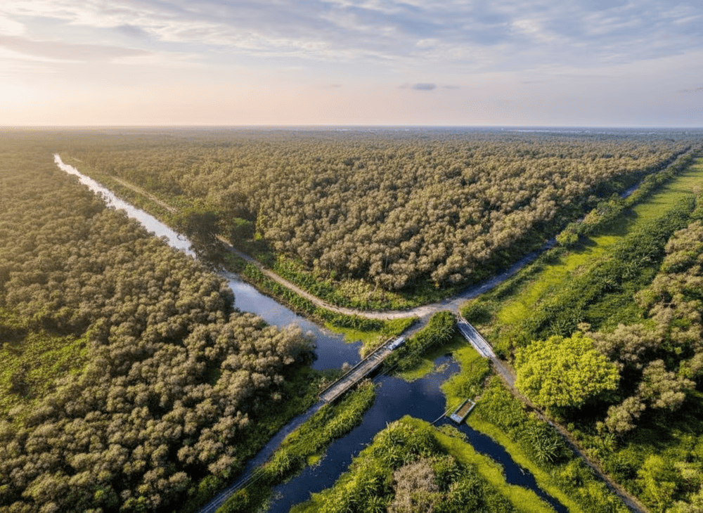 Rừng U Minh Hạ được v&iacute; như &ldquo;kho b&aacute;u thi&ecirc;n nhi&ecirc;n&rdquo; của Đất Mũi.